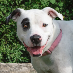 Dotty Wants A Foster