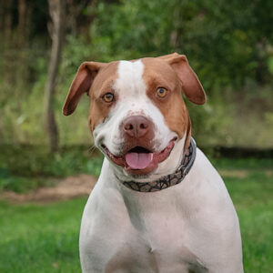 Dee Dee Is Seeking Foster