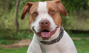 Dee Dee Is Seeking Foster