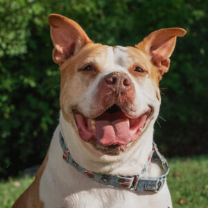 Eugene Needs A Foster