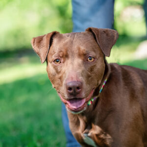 Jade Is Seeking Foster