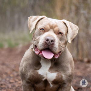 Toad Would Like A Foster