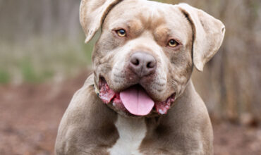 Toad Would Like A Foster