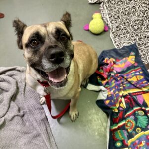 Aberdeen Needs A Foster