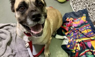 Aberdeen Needs A Foster