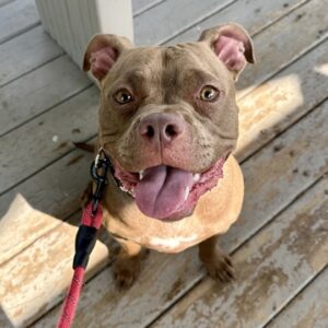 Muffin Would Like A Foster