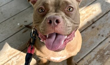 Muffin Would Like A Foster