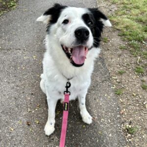 Boogie Would Love A Foster