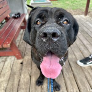 Medusa Is Seeking Foster