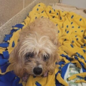 Cookie Is Seeking A Medical Foster