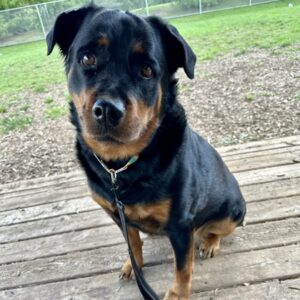 Zora Would Love A Foster