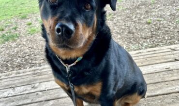 Zora Would Love A Foster