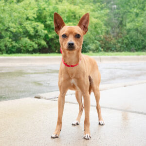 Brocket Would Like A Foster