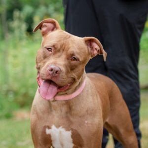 Daisy Mae Is Seeking Foster