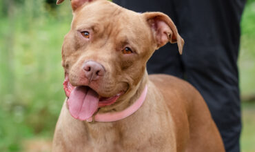 Daisy Mae Is Seeking Foster