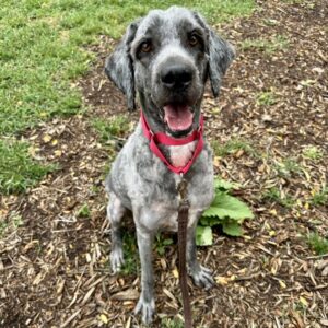 Abbey Needs A Foster