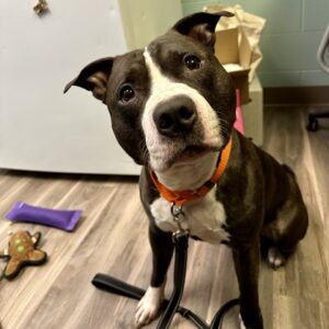 Raisin Would Like A Foster