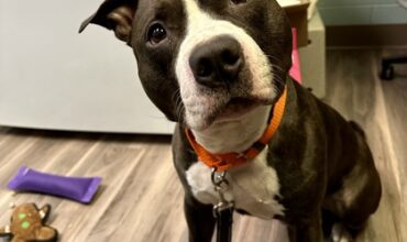 Raisin Would Like A Foster