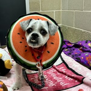 Melon Needs A Foster