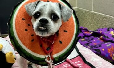 Melon Needs A Foster