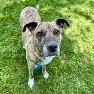 Kipper Would Like A Foster