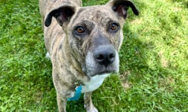Kipper Would Like A Foster