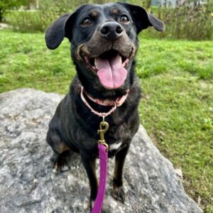 Winnie Would Love A Foster