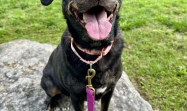 Winnie Would Love A Foster