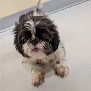 Bella Needs A Medical Foster