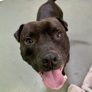 Remmy Is Seeking Foster