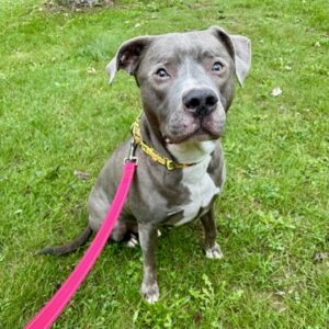 Nemo Would Love A Foster