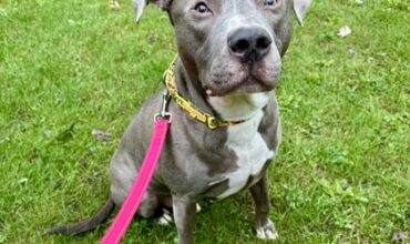 Nemo Would Love A Foster