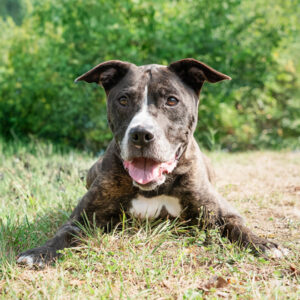 BeeBee Is Seeking Foster