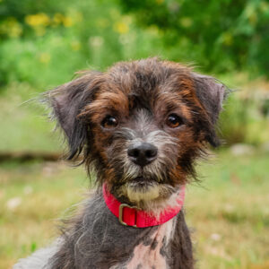 Reggiano Would Like A Foster