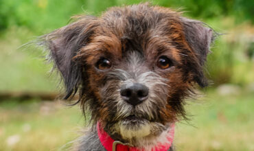 Reggiano Would Like A Foster