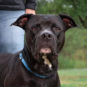 Oberon Is Seeking Foster