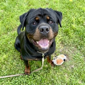 Devon Would Like A Foster