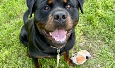 Devon Would Like A Foster
