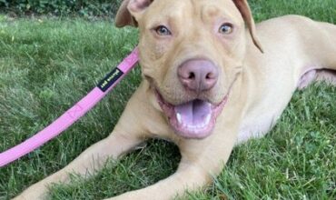 Scrabble Would Like A Foster