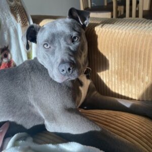 Nyx Would Love A Foster