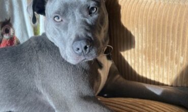 Nyx Would Love A Foster