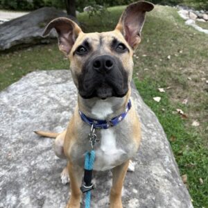 Kermit Is Seeking Foster
