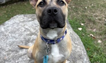 Kermit Is Seeking Foster