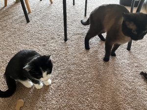 Mufasa and Zuko