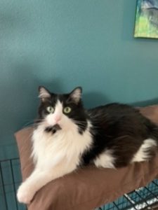 Beautiful, Very Friendly Black and White Cat