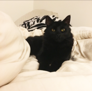 Gentle Floof Looking for a Friendly New Family