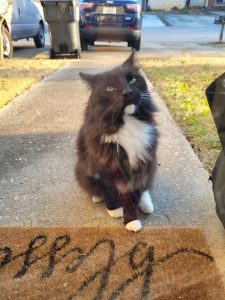 Social indoor/outdoor cat!