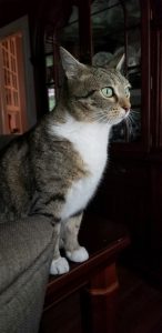 Perfect Barn Cat!
