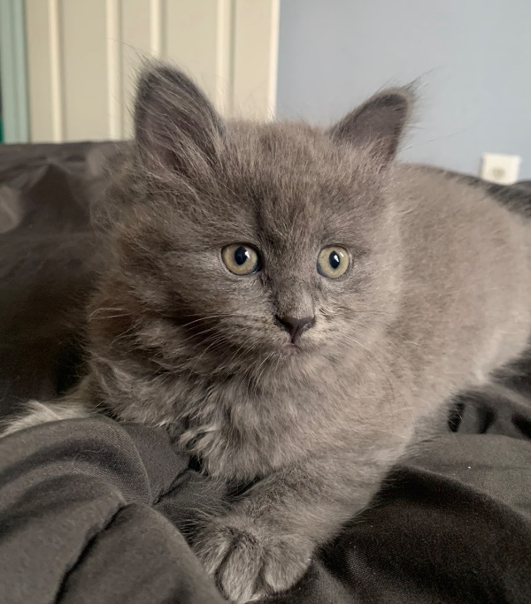 Kitten needs new home!