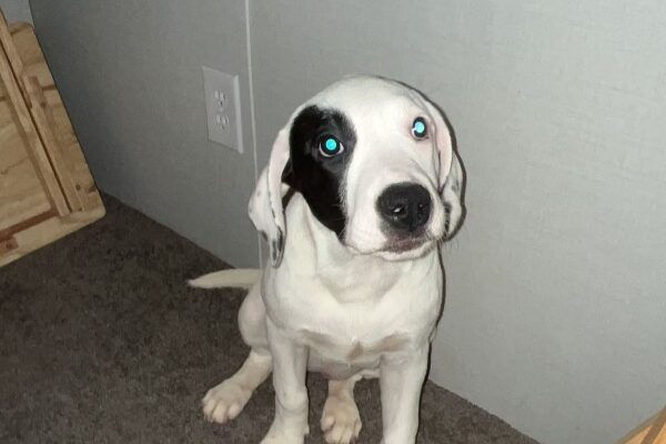 Puppy looking for great home- Mia